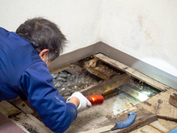 Best Basement Mold Remediation in Hillcrest, CA