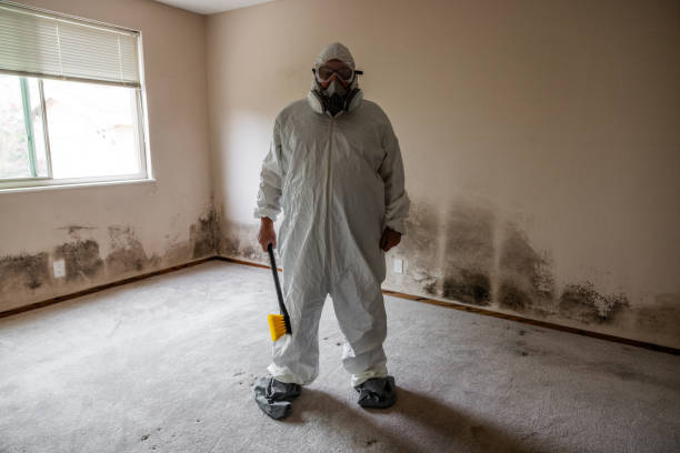 Professional Mold Remediation in Hillcrest, CA